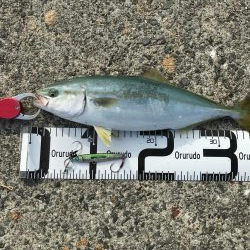 今年初のハマチ！