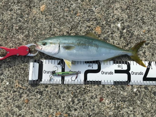 今年初のハマチ！