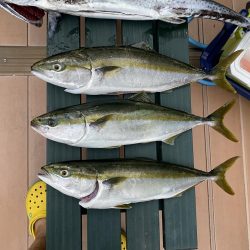 サワラ多かった