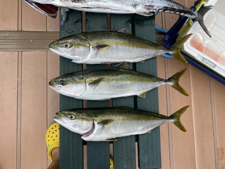 サワラ多かった