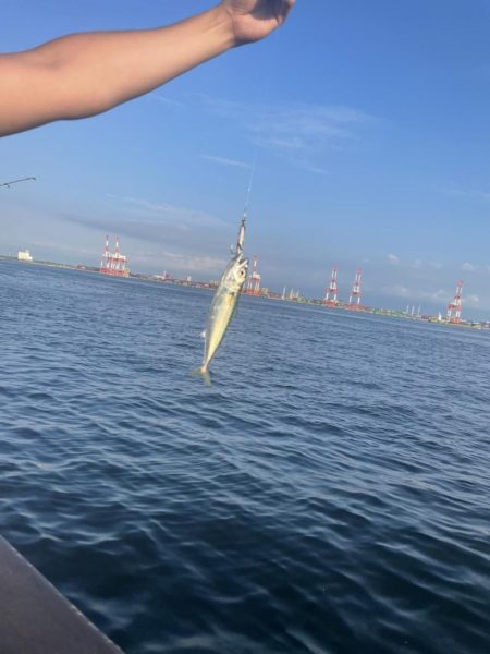 青物と蛸狙いでの釣行