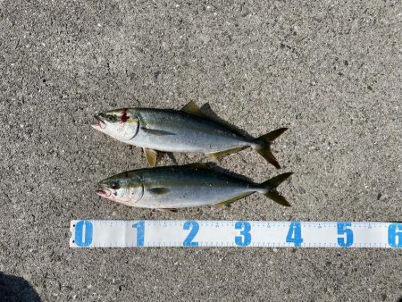 ショアジギング