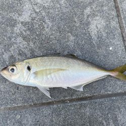 和歌山マリーナシティ大波止