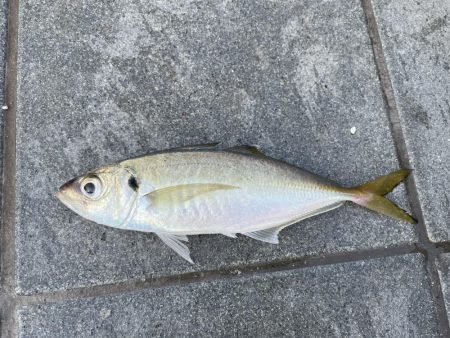 和歌山マリーナシティ大波止