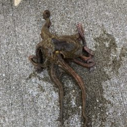 1キロ超え4日連続