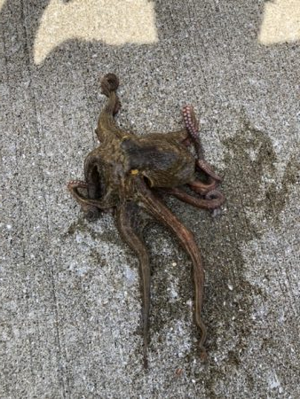 1キロ超え4日連続