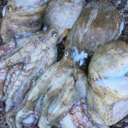 タコフィネスでキロクラス