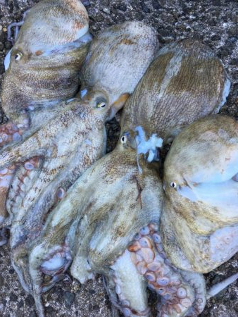 タコフィネスでキロクラス