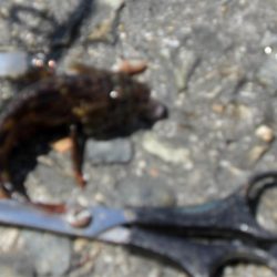 潮が動いてない