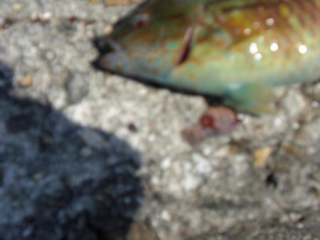 暑くてたまらん