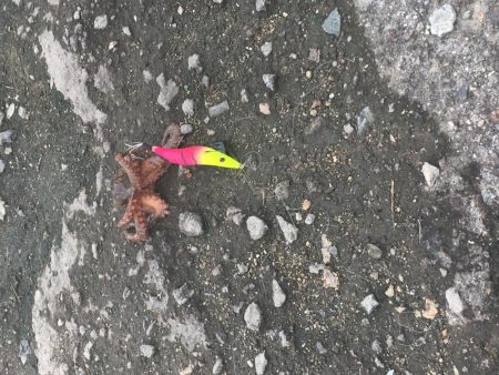 タコ釣り