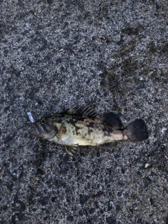 モーニングアジング