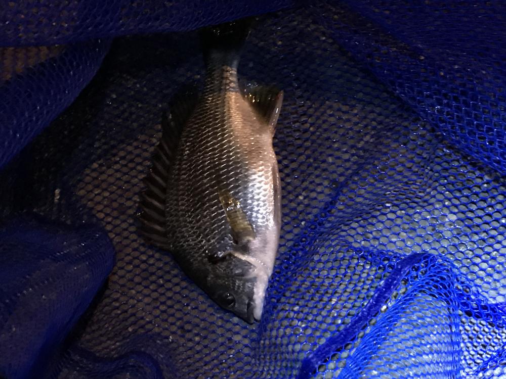 ヘチ釣りでチヌ2匹