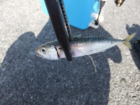 サバゲーのちアジング