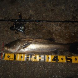 ウィードだらけ…