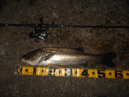 ウィードだらけ…