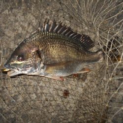 シーバス狙いでしたが…