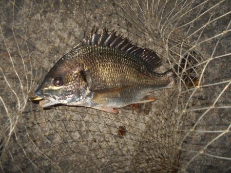 シーバス狙いでしたが…