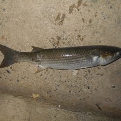 北風で活性UP？