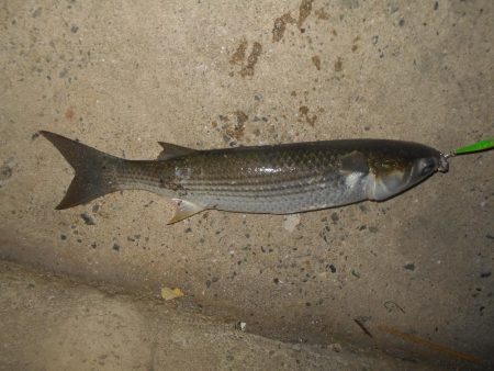 北風で活性UP？