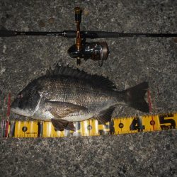 岸壁ノックでボウズ逃れ？