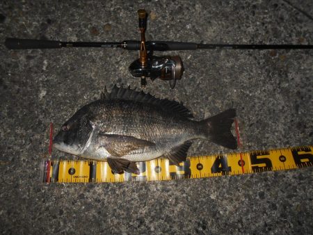 岸壁ノックでボウズ逃れ？