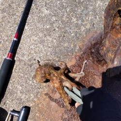 タコ&豆アジ、小サバ時々小ガシラ、カマス稚魚!