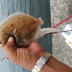 相変わらずピンギスばかりです