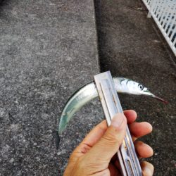 サヨリ回遊少なし！