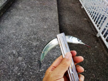 サヨリ回遊少なし！