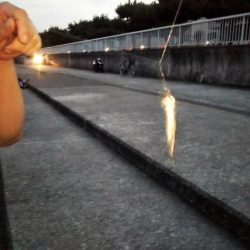 ウルメイワシ爆釣