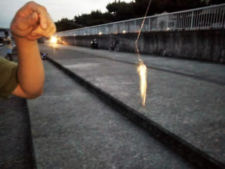 ウルメイワシ爆釣