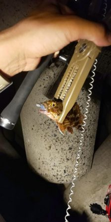 アジングのつもり