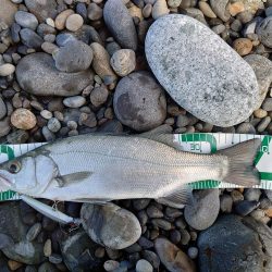 プチ遠征で初ヒラスズキ