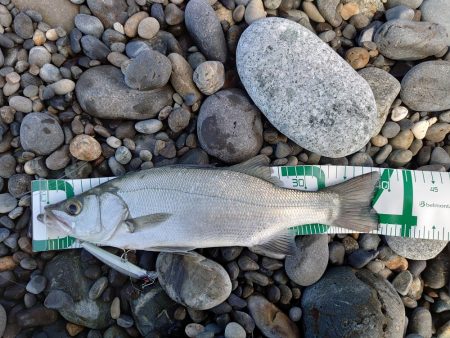 プチ遠征で初ヒラスズキ