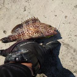 プチ遠征でショアスロー