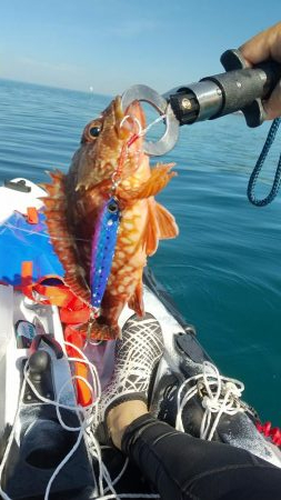 根魚　<゜)))彡　<゜)))彡