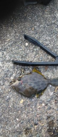 はじめてタモを使いました!