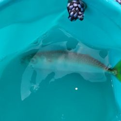 ようやくアジが！（泣）