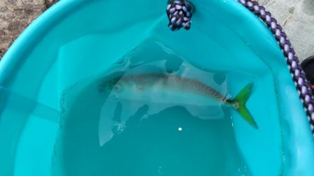 ようやくアジが！（泣）