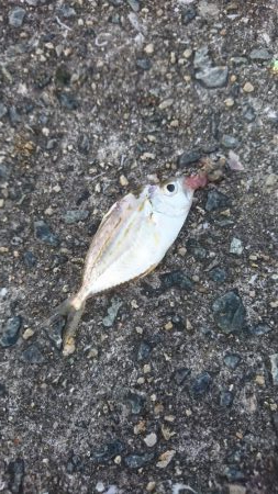 今年初ｷｽ釣り