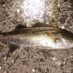 夜のちょい投げで黒鯛