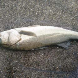 濁りからシーバス上がりました