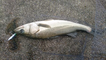 濁りからシーバス上がりました