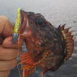 アコウ1、ガシラ4、サバ1