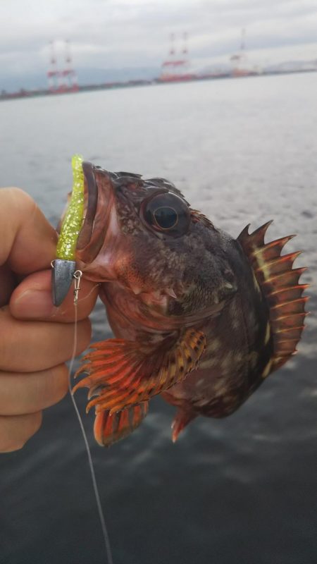 アコウ1、ガシラ4、サバ1