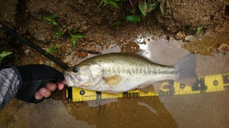 午前中の数釣り釣行