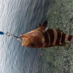 ショアジギング