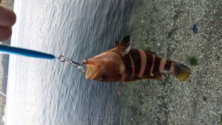 ショアジギング