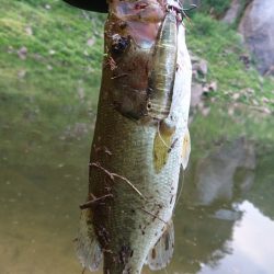 トップとボトム狙い